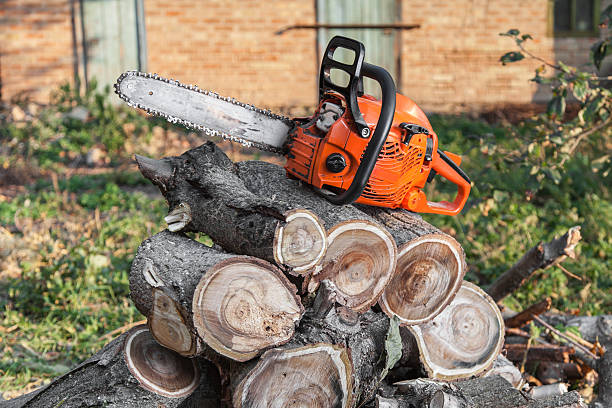 Trusted Clawson, MI Tree Service Experts